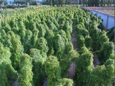 上海華翠農副產品有限責任公司 深耕蔬菜種植，打造綠色健康產業
