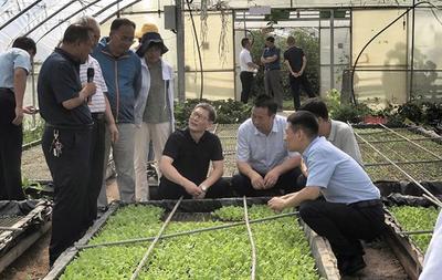 太白縣蔬菜產業調研紀實 專家賦能，擘畫高山蔬菜發展新藍圖