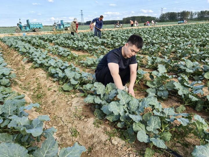 新農人“弄潮”鄉村 響水西藍花賣向全球