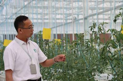 員工一年翻番，滬郊小鎮農業公司逆勢擴張背后的蔬菜種植新篇章