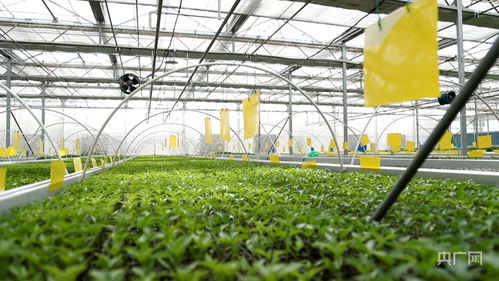 青海設施蔬菜生產格局初具雛形，總種植面積超10萬畝